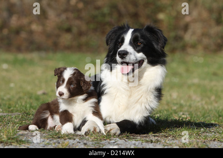 Chien Border Collie noir et blanc adultes et chiot blanc et rouge Banque D'Images