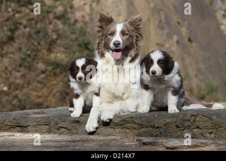 Chien Border Collie lilas adultes et deux chiots rouge et blanc sur un rocher Banque D'Images