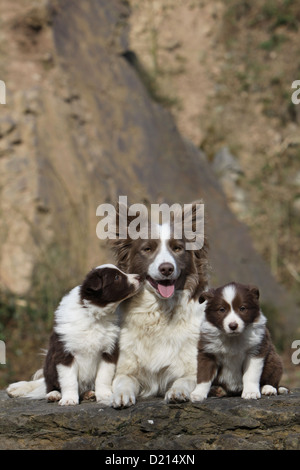 Chien Border Collie lilas adultes et deux chiots rouge et blanc sur un rocher Banque D'Images