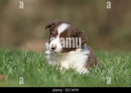 Chien Border Collie puppy rouge et blanc assis sur l'herbe Banque D'Images