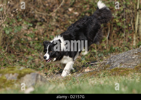 Chien Border Collie noir et blanc adultes exécutant Banque D'Images