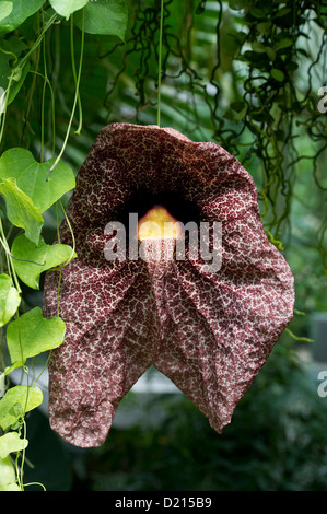 Aristolochia gigantea, Palmengarten, Francfort, Hesse, Germany, Europe Banque D'Images