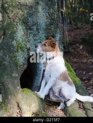 Parson Jack Russell Terrier Dog Banque D'Images