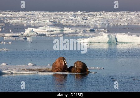 Les morses jouant dans les glaces, l'Hinlopenstretet, Océan Arctique, Svalbard, Norvège, Europe Banque D'Images