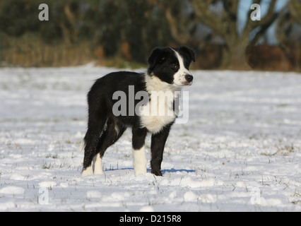 Chien chiot Border Collie noir et blanc debout dans la neige Banque D'Images
