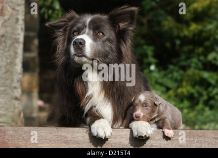 Border Collie chien et chiot bleu adulte lilac allongé sur un bois Banque D'Images