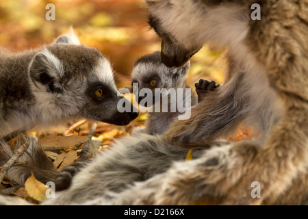 Bague bébé-queue, Lemur Lemur catta et sa famille Banque D'Images