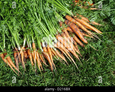Bande de jeunes carottes avec feuilles sur l'herbe verte Banque D'Images