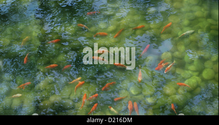 Koi de poissons dans un étang avec des réflexions, Tokyo, Japon, Asie Banque D'Images