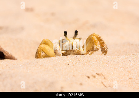 Le crabe fantôme atlantique (Ocypode quadrata) aka Maria Farinha, qui avait perdu une jambe ou en pince griffe, repéré sur une plage de sable, Ilha Grande, Brésil Banque D'Images