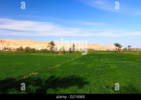 Les champs d'un vert vif contraste avec le jaune des montagnes du désert sec à proximité de Louxor, Egypte Banque D'Images