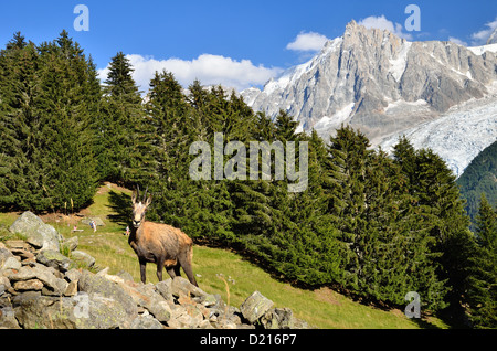 Chamois sur le Massif du Mont Blanc en France, avec en arrière-plan de l'Aiguille du Midi. Banque D'Images