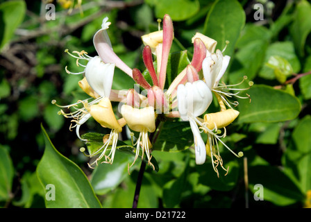 Chèvrefeuille (Lonicera periclymenum) Vale of Glamorgan, Pays de Galles du sud. Banque D'Images