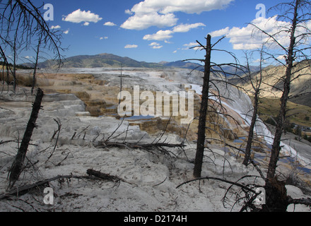 Terrasse en travertin et de petits lacs à Mammoth Hot Springs dans le Parc National de Yellowstone, Wyoming. Banque D'Images