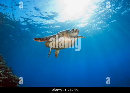 Tortue verte Chelonia mydas natation sur un récif de corail, Mer de Corail, Grande Barrière de corail, l'océan Pacifique, Queensland, Australie Banque D'Images