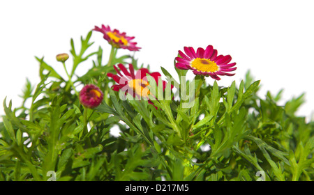 Marguerite daisy plant isolated on white Banque D'Images