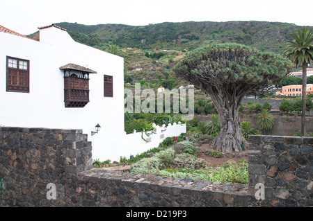 El Drago à Icod, Tenerife island. Banque D'Images