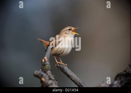 Zaunkoenig (Trogldytes Troglodyte mignon Troglodytes), le nord de l'Wren • Bayern, Deutschland Banque D'Images