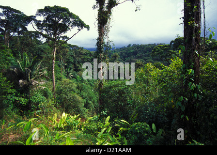 Forêt tropicale, Parc National Braulio Carillo, Costa Rica Banque D'Images
