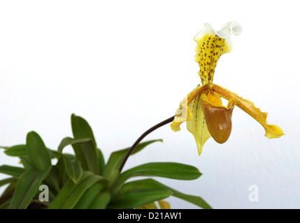 Orchidées Paphiopedilum communément appelé le "Lady's-chaussons" ou "slipper orchids" sur fond blanc Banque D'Images