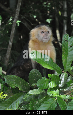 Près de Gamboa (Panama) : singe capucin du Monkey Island, le long du Canal Banque D'Images