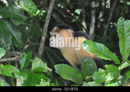 Près de Gamboa (Panama) : singe capucin du Monkey Island, le long du Canal Banque D'Images