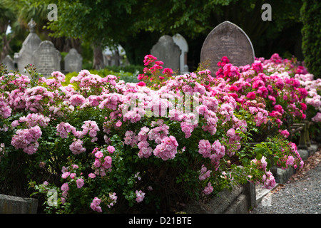 Les rosiers poussent parmi les pierres tombales anciennes. Un cimetière à Christchurch, Canterbury, île du Sud, Nouvelle-Zélande. Banque D'Images