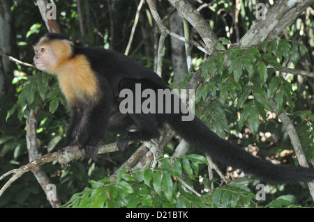 Près de Gamboa (Panama) : singe capucin du Monkey Island, le long du Canal Banque D'Images