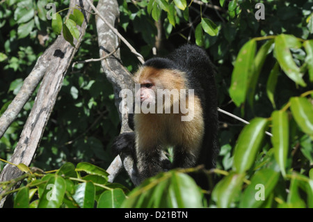 Près de Gamboa (Panama) : singe capucin du Monkey Island, le long du Canal Banque D'Images