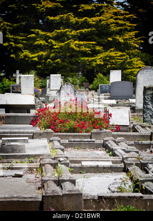 Un rosier est de plus en plus parmi les anciennes pierres tombales du cimetière à Linwood, Christchurch, Canterbury, île du Sud, Nouvelle-Zélande. Banque D'Images