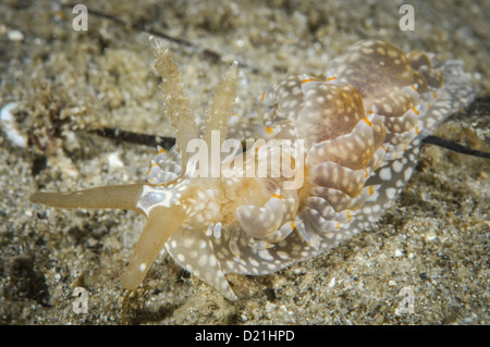 Spurilla australis. Banque D'Images