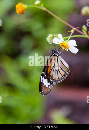 La Politique Commune de Tiger Butterfly au repos Banque D'Images