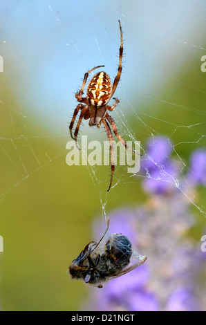 Chêne de macro (araignée Aculepeira ceropegia) sur sa toile d'araignée à une abeille dans cocoon Banque D'Images