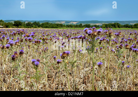 Domaine de l'artichaut (Cynara cardunculus) en France, Tarn Banque D'Images