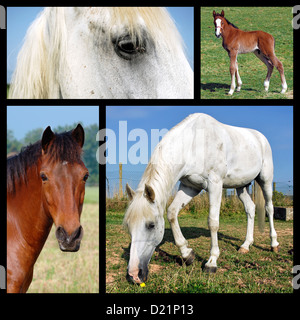 Quatre photos mosaïque de chevaux (Equus caballus) Banque D'Images