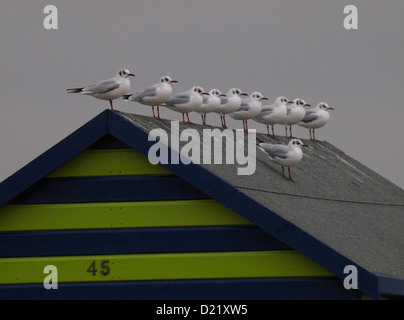 Une rangée de mouettes à tête noire, Larus ridibundus sur le toit d'une cabane de plage en hiver, Hayling Island, Royaume-Uni Banque D'Images