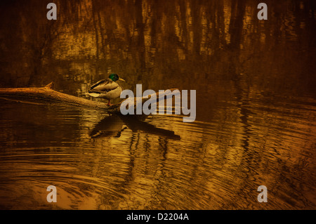 Duck reposant sur tronc d'arbre dans le lac Banque D'Images