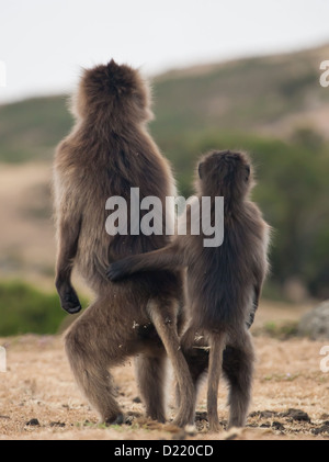 Gélada (Theropithecus gelada), ♀ femme, à la fois immature, montagnes, l'Éthiopie, Semian Banque D'Images