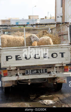 Dans l'attente de la vente de moutons pour la fête de l'aïd dans le marché à Gabes en Tunisie Banque D'Images