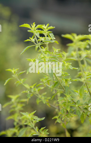 Bush menthe violet Banque D'Images
