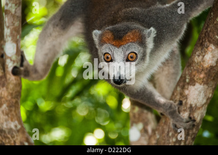 Lémurien couronné dans la nature, Madagascar Banque D'Images