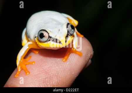 Vue frontale d'une grenouille blanche (Madagascar Reed grenouille) assis sur un doigt devant un fond sombre Banque D'Images