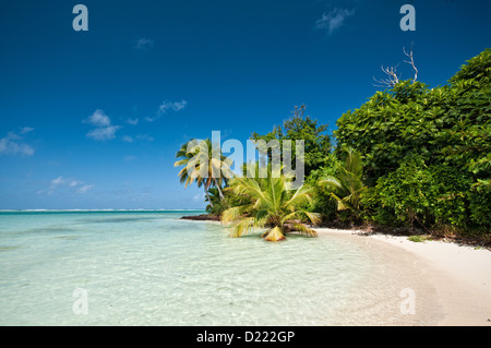 Petite île de Nosy Be l'île aux Nattes (OTAN), au large de Madagascar. De sable blanc, bleu Sly, palmiers, mer d'émeraude. Banque D'Images