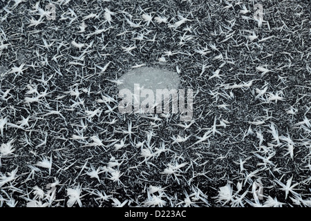 Les patrons de givre et de glace dans un étang de castors, le Grand Sudbury (Lively), Ontario, Canada Banque D'Images