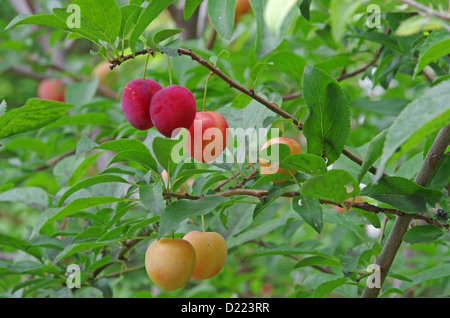 Fruits de prunier dans le jardin Banque D'Images