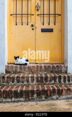 San Juan est envahi par les chats errants. Ils passent leurs journées à flâner sur les portes du Vieux San Juan, Puerto Rico Banque D'Images