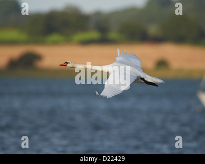 Cygne muet en vol Banque D'Images