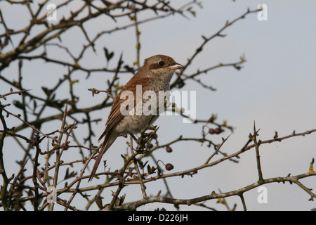 Juvenile Red-Backed migratrice en hiver Hawthorn Bush Banque D'Images