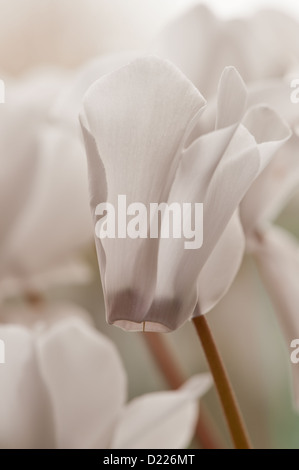 Bouquet de fleurs plante cyclamen blanc avec pétales inversé vers le haut alors que la fleur est orientée vers le bas face à rim Banque D'Images