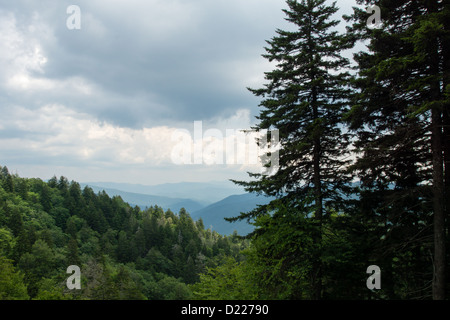 Pins vue du châssis de la Smoky mountains au cours de l'été Banque D'Images